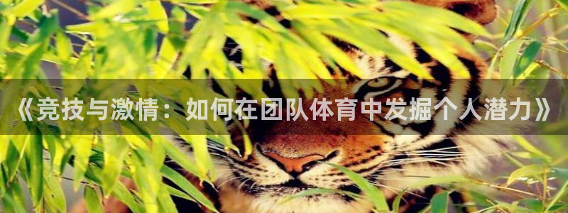 64体育：《竞技与激情：如何在团队体育中发掘个人潜力》